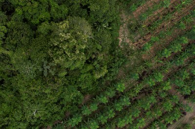 ABF Receives New Investments For Sustainable Ventures in the Amazon