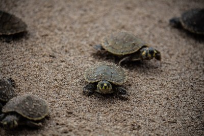 Communities release over 51,000 baby turtles in the Amazon