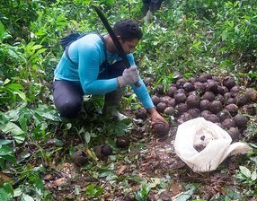 First-ever credit line for indigenous and traditional communities engaged in Brazil nut production
