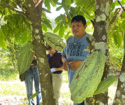Indígena que participa do projeto mostra plantação de cacau